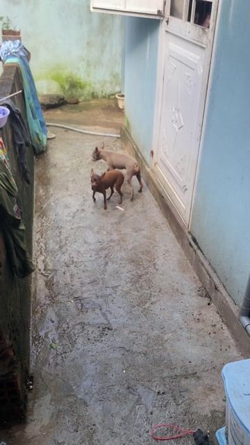 Bán gấp cặp phóc hưu dọn nhà.. Mua bán Chó tại Quận 1 Tp Hồ Chí Minh được đăng bởi Minh hình 1