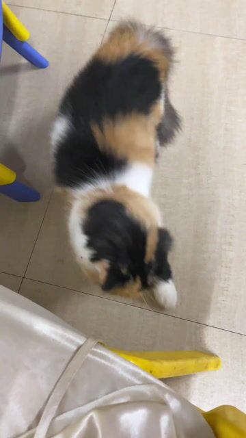 Mèo Ald tai cụp cái 6 tháng. Mua bán Mèo tại Quận Hai Bà Trưng Hà Nội được đăng bởi Nguyễn Hà Chi hình 1