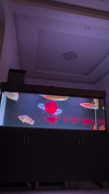 Hồ cá cảnh 200x60x80cm Đã qua sử dụng. Mua bán Phụ kiện, Thức ăn, Dịch vụ tại Huyện Định Quán Đồng Nai được đăng bởi Văn Thống hình 1