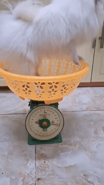 Chó Phốc Sóc Cái Trắng 1.6kg Thuần chủng. Mua bán Chó tại Quận Bình Thạnh Tp Hồ Chí Minh được đăng bởi Bui Hanh Quyen hình 1