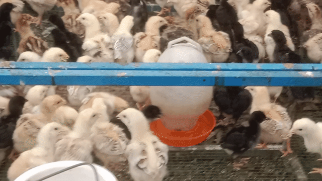 Gà Mía lai Gà Đen trống 2 tháng đã tiêm. Mua bán Gà tại Thành phố Thuận An Bình Dương được đăng bởi Le binh hình 1