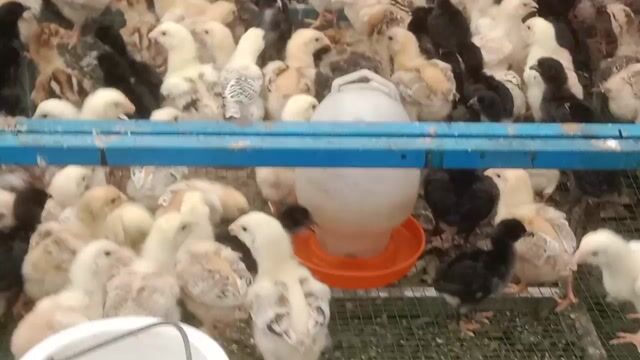 Gà Mía lai Gà Đen trống 2 tháng đã tiêm. Mua bán Gà tại Thành phố Thuận An Bình Dương được đăng bởi Le binh hình 1