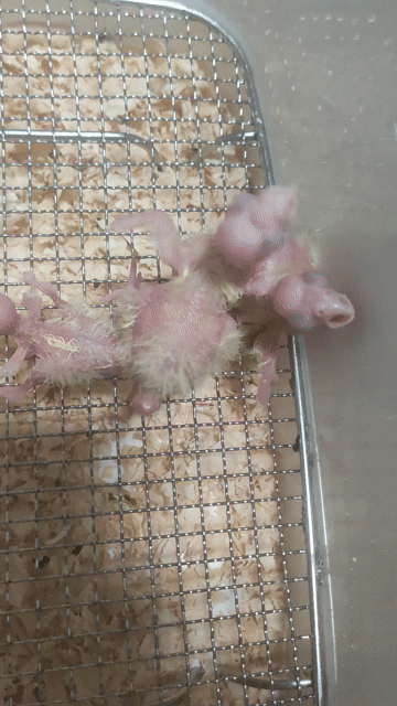 Vẹt Cockatiel Vàng nhạt Nhỏ. Mua bán Chim tại Quận 12 Tp Hồ Chí Minh được đăng bởi Trung Nghĩa  hình 1