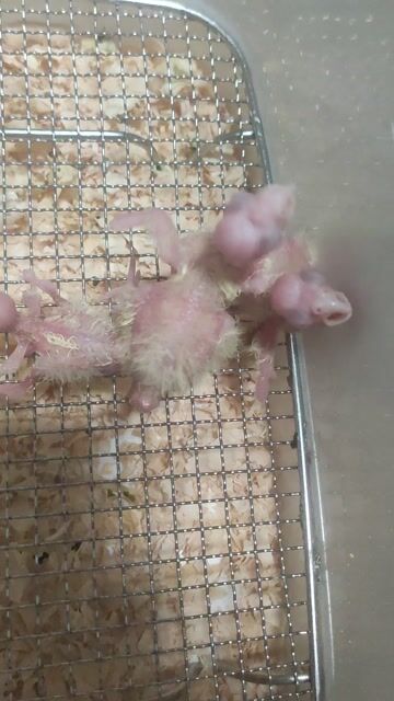 Vẹt Cockatiel Vàng nhạt Nhỏ. Mua bán Chim tại Quận 12 Tp Hồ Chí Minh được đăng bởi Trung Nghĩa  hình 1