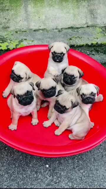 đàn pug thuần nhà đẻ đã tiêm ngừa và xổ giun. Mua bán Chó tại Quận Bình Tân Tp Hồ Chí Minh được đăng bởi chó cảnh nhà đẻ  hình 1