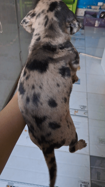 bé cái lạp xưởng lai. Mua bán Chó tại Thành phố Thủ Đức Tp Hồ Chí Minh được đăng bởi Nguyễn thúy hình 1
