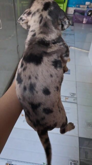 bé cái lạp xưởng lai. Mua bán Chó tại Thành phố Thủ Đức Tp Hồ Chí Minh được đăng bởi Nguyễn thúy hình 1
