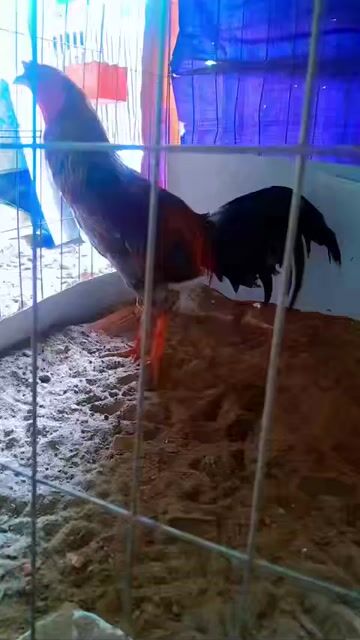 xám asiu 3kg4. Mua bán Gà tại Quận Bình Thuỷ Cần Thơ được đăng bởi Thành Cần Thơ hình 1