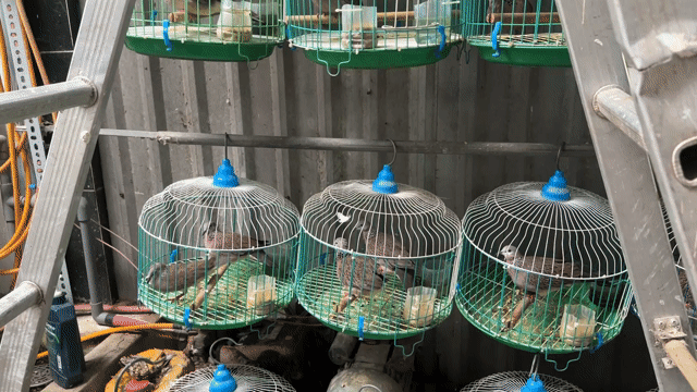 Chim cu ss cặp. Mua bán Chim tại Huyện Đức Hòa Long An được đăng bởi Nguyễn Đỗ Hải Đăng hình 1