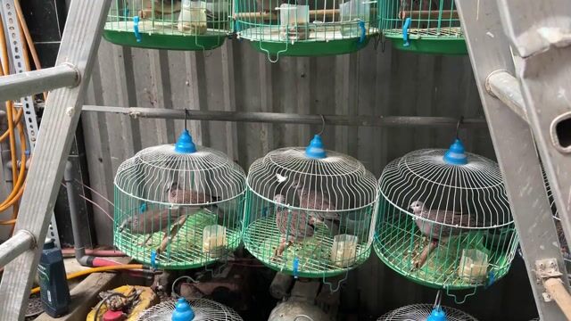 Chim cu ss cặp. Mua bán Chim tại Huyện Đức Hòa Long An được đăng bởi Nguyễn Đỗ Hải Đăng hình 1