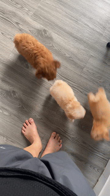 poodle thuần chủng. Mua bán Chó tại Quận 12 Tp Hồ Chí Minh được đăng bởi Nguyễn Nguyễn hình 1