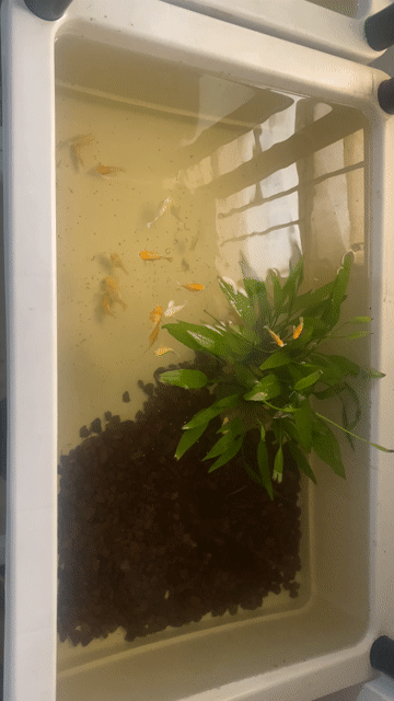 cá molly sakura, moly trắng. Mua bán Thú cưng khác tại Quận 5 Tp Hồ Chí Minh được đăng bởi Nguyễn Bảo hình 1