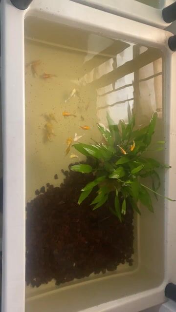 cá molly sakura, moly trắng. Mua bán Thú cưng khác tại Quận 5 Tp Hồ Chí Minh được đăng bởi Nguyễn Bảo hình 1