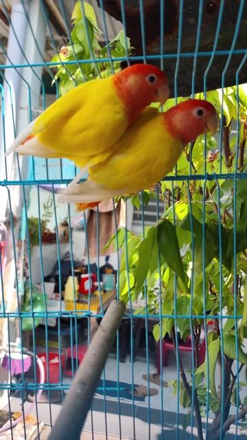 Cặp lovebirds peached full đầu đỏ. Mua bán Chim tại Huyện Hóc Môn Tp Hồ Chí Minh được đăng bởi Hiển Lê hình 1
