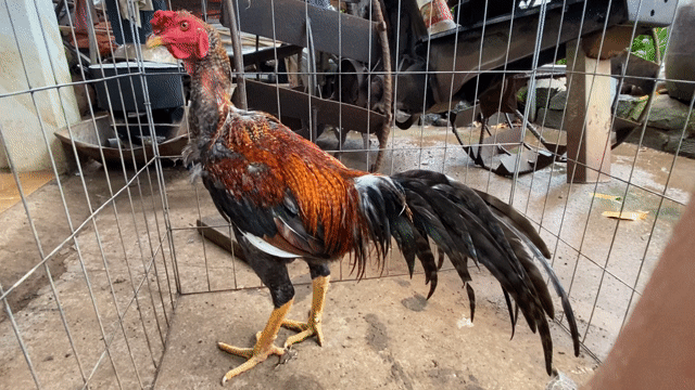 Gà chọi Cú Thái Mỹ 3.8kg.. Mua bán Gà tại Huyện Xuân Lộc Đồng Nai được đăng bởi Nguyen Thanh Trung hình 1