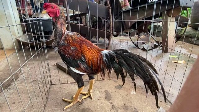 Gà chọi Cú Thái Mỹ 3.8kg.. Mua bán Gà tại Huyện Xuân Lộc Đồng Nai được đăng bởi Nguyen Thanh Trung hình 1