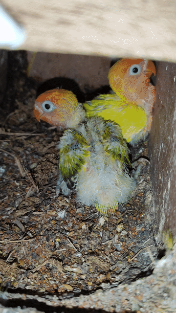 CHIA LẠI LOVE BIRD NON NHÀ TRỒNG. Mua bán Chim tại Huyện Phú Vang Thừa Thiên Huế được đăng bởi Văn Nguyên hình 1