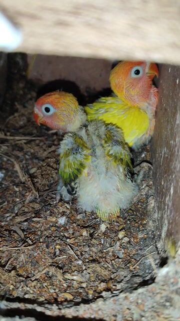 CHIA LẠI LOVE BIRD NON NHÀ TRỒNG. Mua bán Chim tại Huyện Phú Vang Thừa Thiên Huế được đăng bởi Văn Nguyên hình 1