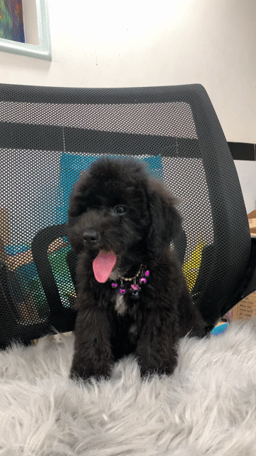 Poodle tiny đen phong thuỷ. Mua bán Chó tại Quận 7 Tp Hồ Chí Minh được đăng bởi SHOP PET NẮNG BÌNH DƯƠNG  hình 1