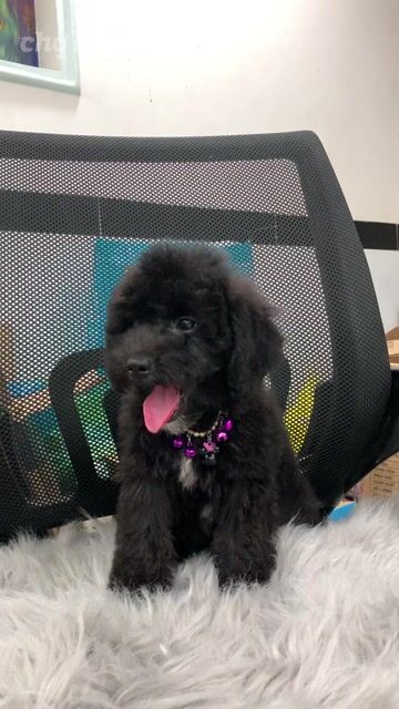 Poodle tiny đen phong thuỷ. Mua bán Chó tại Quận 7 Tp Hồ Chí Minh được đăng bởi SHOP PET NẮNG BÌNH DƯƠNG  hình 1