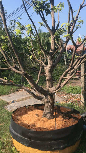 Mai tàn Cây cảnh. Mua bán Cây cảnh, đồ trang trí tại Thành phố Thủ Dầu Một Bình Dương được đăng bởi Tran Thanh Tuan hình 1