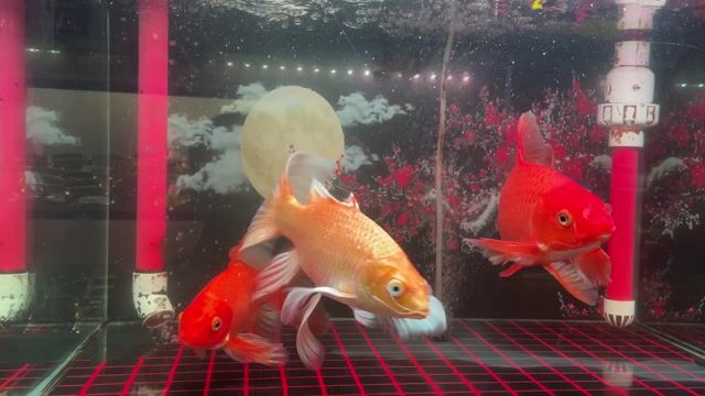 Cá chép phi tần cam trên 20cm. Mua bán Thú cưng khác tại Huyện Đông Anh Hà Nội được đăng bởi Hà Tiến Lâm hình 1