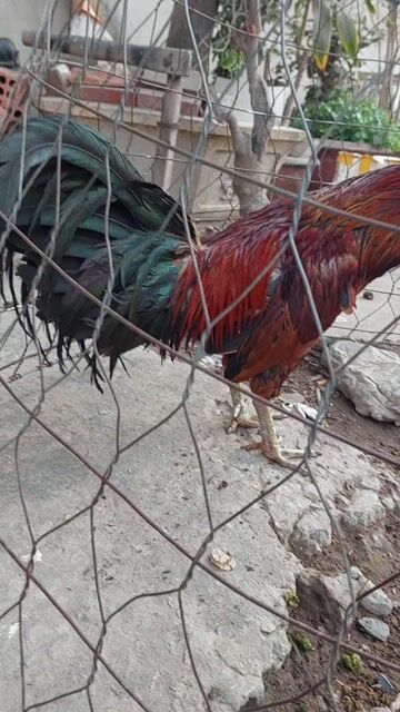 Gà Mỹ Điều vàng Đực 3kg yếu. Mua bán Gà tại Huyện Chợ Mới An Giang được đăng bởi Duy Nguyễn hình 1