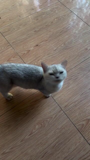 Mèo Munchkin cái gần 2 tuổi. Mua bán Mèo tại Thành phố Thủ Đức Tp Hồ Chí Minh được đăng bởi Chí phương hình 1