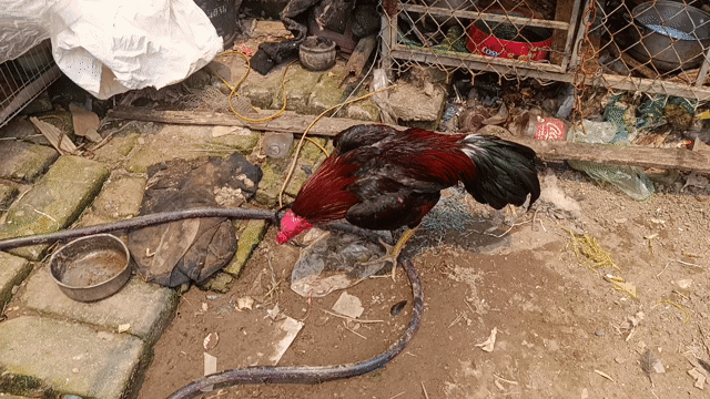 Tía liên giáp. Mua bán Gà tại Huyện Bình Giang Hải Dương được đăng bởi khanh hình 1
