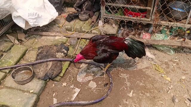 Tía liên giáp. Mua bán Gà tại Huyện Bình Giang Hải Dương được đăng bởi khanh hình 1