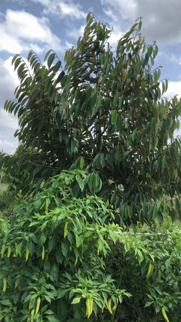 Hạt giống ớt Sừng Vàng Châu Phi Trung Nông. Mua bán Đồ chuyên dụng, Giống nuôi trồng tại Thành phố Mỹ Tho Tiền Giang được đăng bởi Le Thoi hình 1