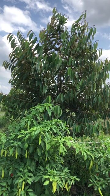 Hạt giống ớt Sừng Vàng Châu Phi Trung Nông. Mua bán Đồ chuyên dụng, Giống nuôi trồng tại Thành phố Mỹ Tho Tiền Giang được đăng bởi Le Thoi hình 1
