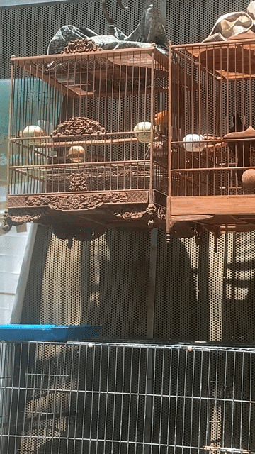 Chim cafe chơi ok giọng hay. Mua bán Chim tại Quận 10 Tp Hồ Chí Minh được đăng bởi Trường Nguyễn  hình 1