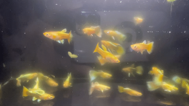Cá Guppy Vàng Khỏe mạnh. Mua bán Thú cưng khác tại Thành phố Thủ Đức Tp Hồ Chí Minh được đăng bởi Lê Đào Anh Vũ hình 1