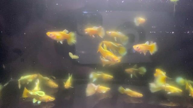 Cá Guppy Vàng Khỏe mạnh. Mua bán Thú cưng khác tại Thành phố Thủ Đức Tp Hồ Chí Minh được đăng bởi Lê Đào Anh Vũ hình 1