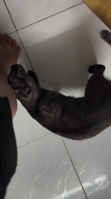 Mèo nhà đen đã tiêm phòng. Mua bán Mèo tại Quận 8 Tp Hồ Chí Minh được đăng bởi Yếnn Nhyy hình 1