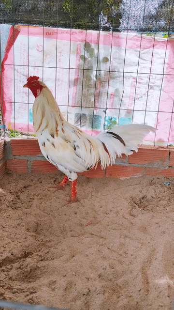 Gà chọi Trắng 2.6kg Đực. Mua bán Gà tại Huyện Châu Thành Kiên Giang được đăng bởi Qui Idol hình 1