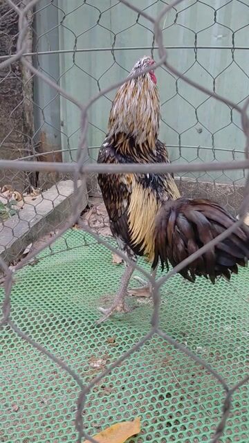 ae hợp ý alo. Mua bán Gà tại Thành phố Mỹ Tho Tiền Giang được đăng bởi Traigachoi hình 1