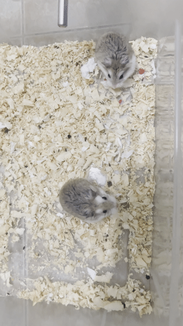 Chuột Hamster Robo Nâu trắng Cả hai. Mua bán Thú cưng khác tại Quận Bình Tân Tp Hồ Chí Minh được đăng bởi Trung Hải hình 1