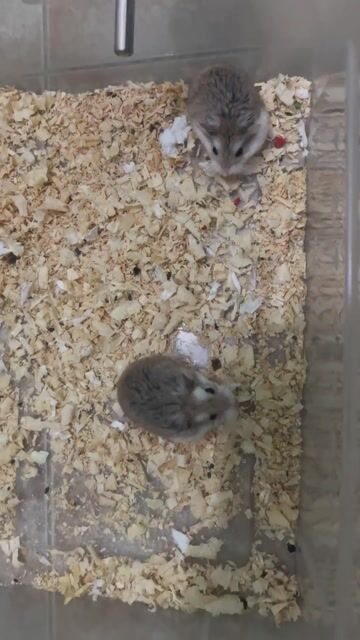 Chuột Hamster Robo Nâu trắng Cả hai. Mua bán Thú cưng khác tại Quận Bình Tân Tp Hồ Chí Minh được đăng bởi Trung Hải hình 1