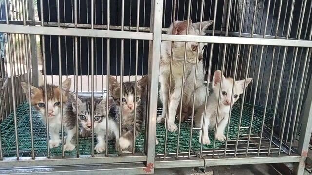Mèo Anh 2 tháng tuổi. Mua bán Mèo tại Huyện Củ Chi Tp Hồ Chí Minh được đăng bởi HÒA TRẦN 1 hình 1