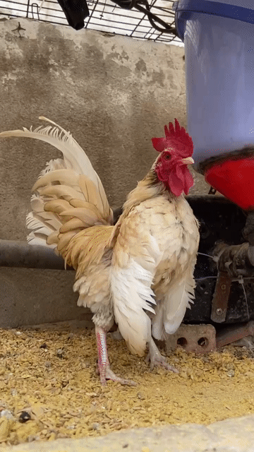 Gà cảnh trống trắng đã tiêm. Mua bán Gà tại Huyện Nhà Bè Tp Hồ Chí Minh được đăng bởi Ho Cong Nhut hình 1