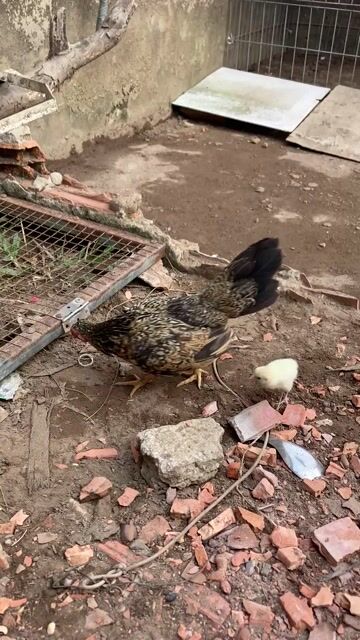 Gà Mái tre Bắc Cái 300g. Mua bán Gà tại Huyện Long Hồ Vĩnh Long được đăng bởi Tài nguyễn hình 1