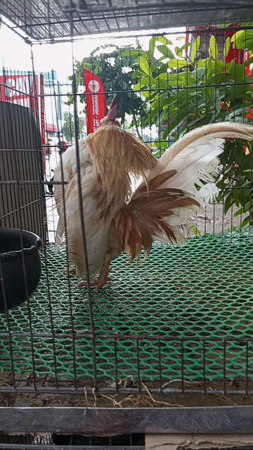 trống bông serama. Mua bán Gà tại Quận Bình Tân Tp Hồ Chí Minh được đăng bởi cửa hàng minh trí hình 1