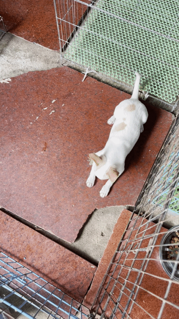 Chihuahua mini Bò đốm vàng mũi hồng mỏm vừa. Mua bán Chó tại Huyện Châu Thành Tiền Giang được đăng bởi Lê Bảo Ngân hình 1