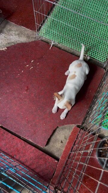 Chihuahua mini Bò đốm vàng mũi hồng mỏm vừa. Mua bán Chó tại Huyện Châu Thành Tiền Giang được đăng bởi Lê Bảo Ngân hình 1
