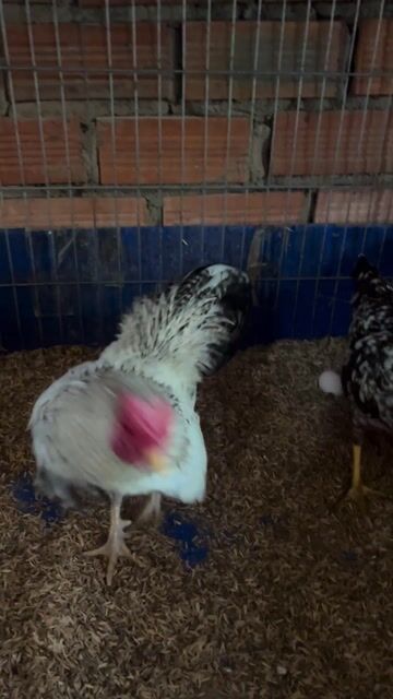 Gà Cú chuối trống 13 tháng. Mua bán Gà tại Thị xã Phước Long Bình Phước được đăng bởi hb hình 1