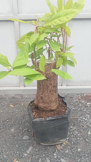 Cây cảnh Lộc Vừng Đỏ . Mua bán Cây cảnh, đồ trang trí tại Huyện Củ Chi Tp Hồ Chí Minh được đăng bởi Cây kiểng giá rẻ LT1 hình 1