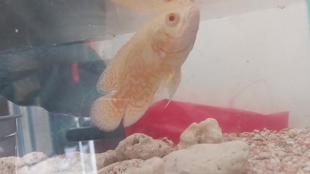 Cá tai tượng châu phi. Mua bán Thú cưng khác tại Quận Bình Tân Tp Hồ Chí Minh được đăng bởi Trí Lê hình 1