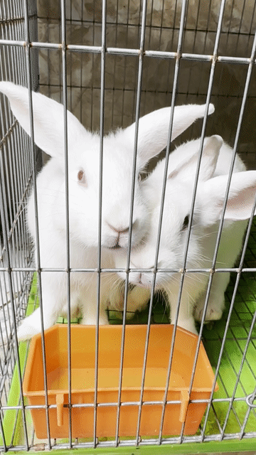 Thỏ cảnh trắng cả hai. Mua bán Thú cưng khác tại Quận Tân Bình Tp Hồ Chí Minh được đăng bởi Tên chưa cung cấp hình 1
